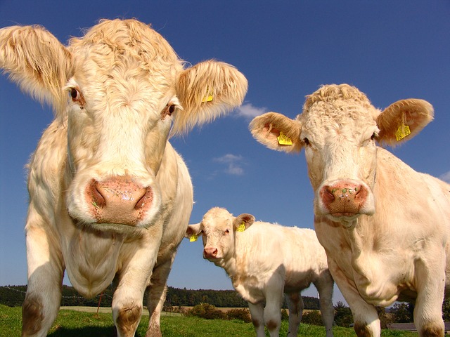Zemědělství - krávy