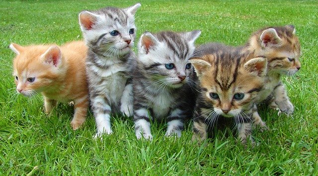 koťata na trávníku