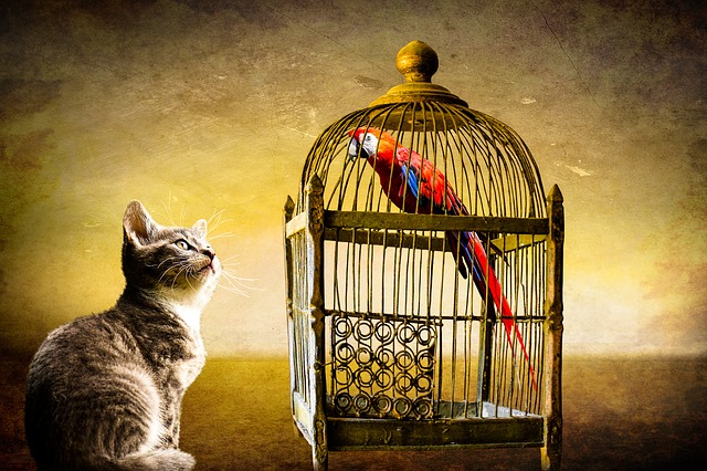 kočka a papoušek.jpg